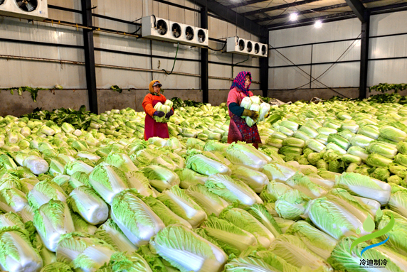 葉類蔬菜冷庫(kù)建造成本多少溫度多少合適(圖2) 冷庫(kù)